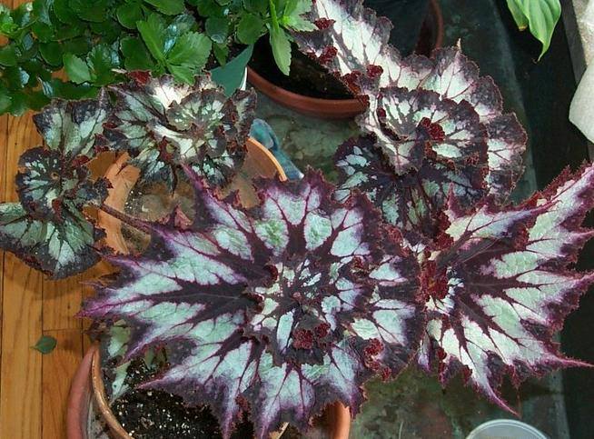 B. ‘Chocolate Cream’
